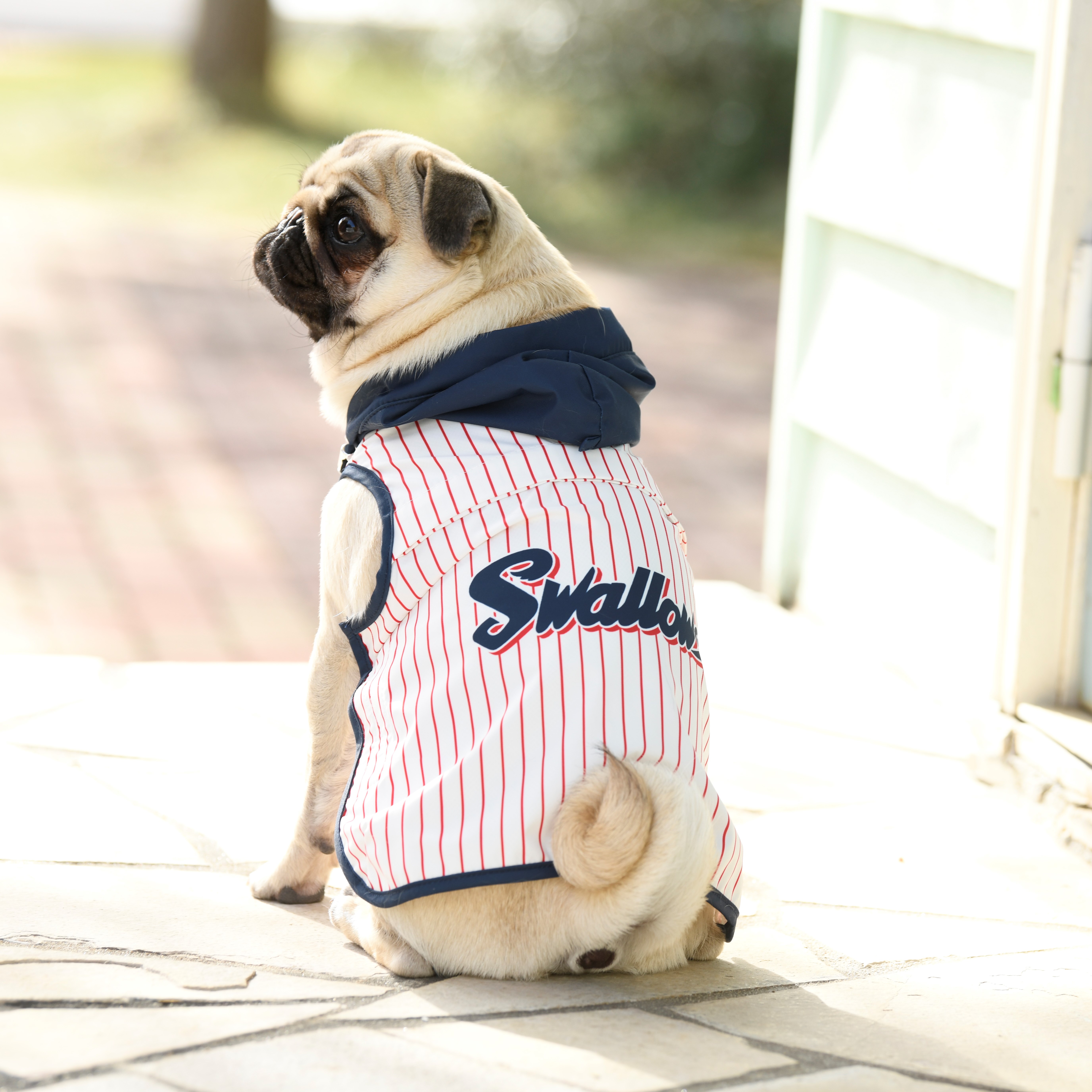 スワローズDOGレインコート