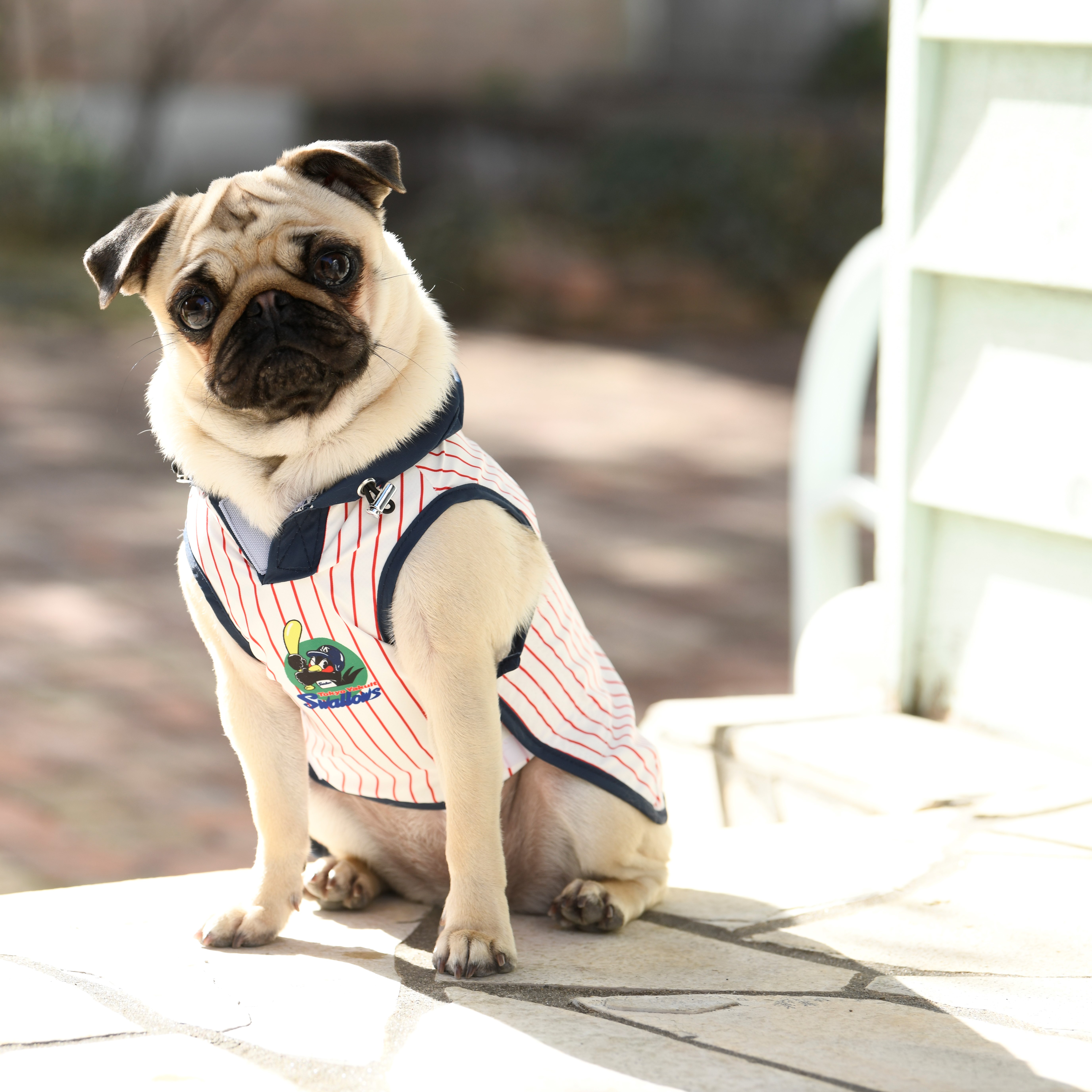 スワローズDOGレインコート