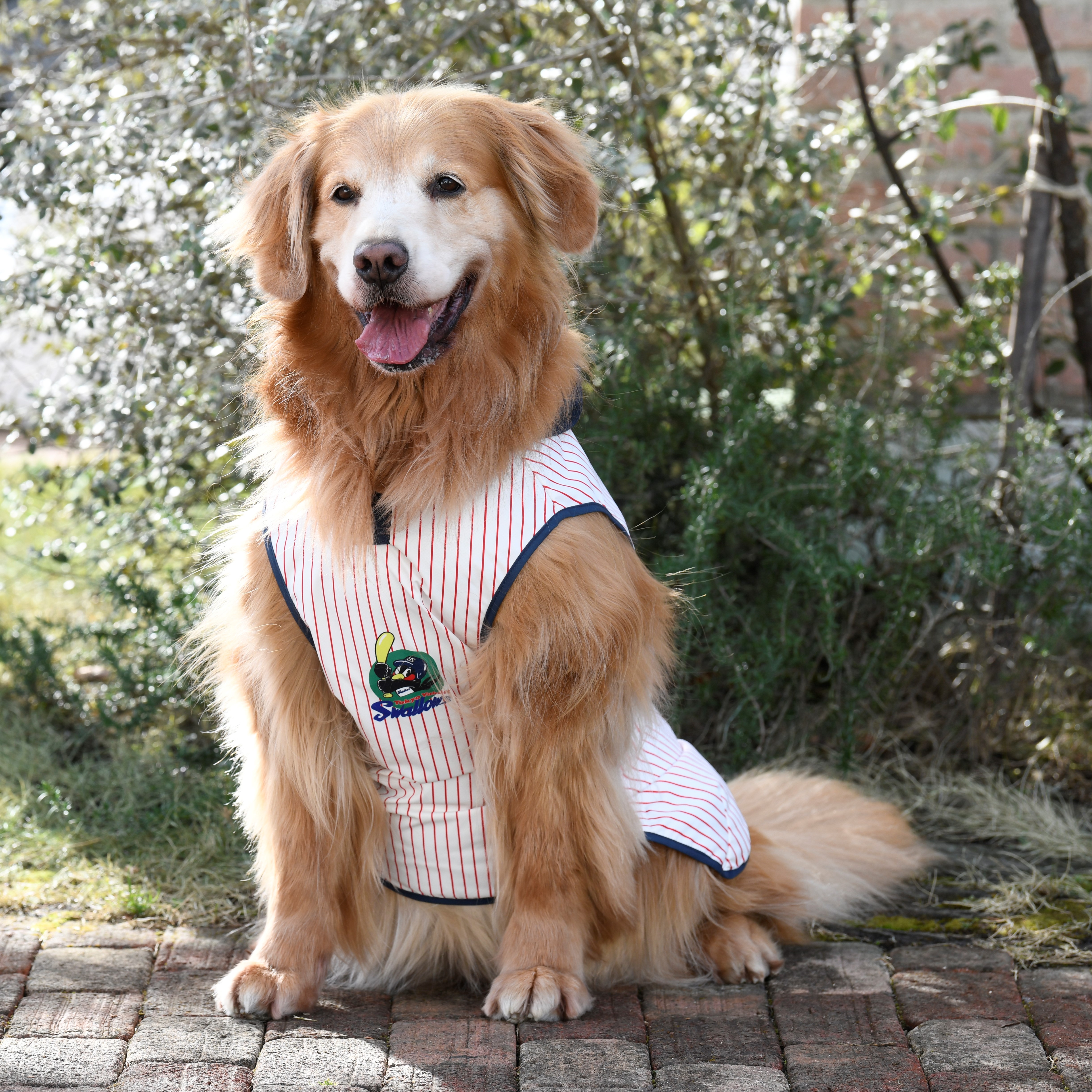 スワローズDOGレインコート大型犬用