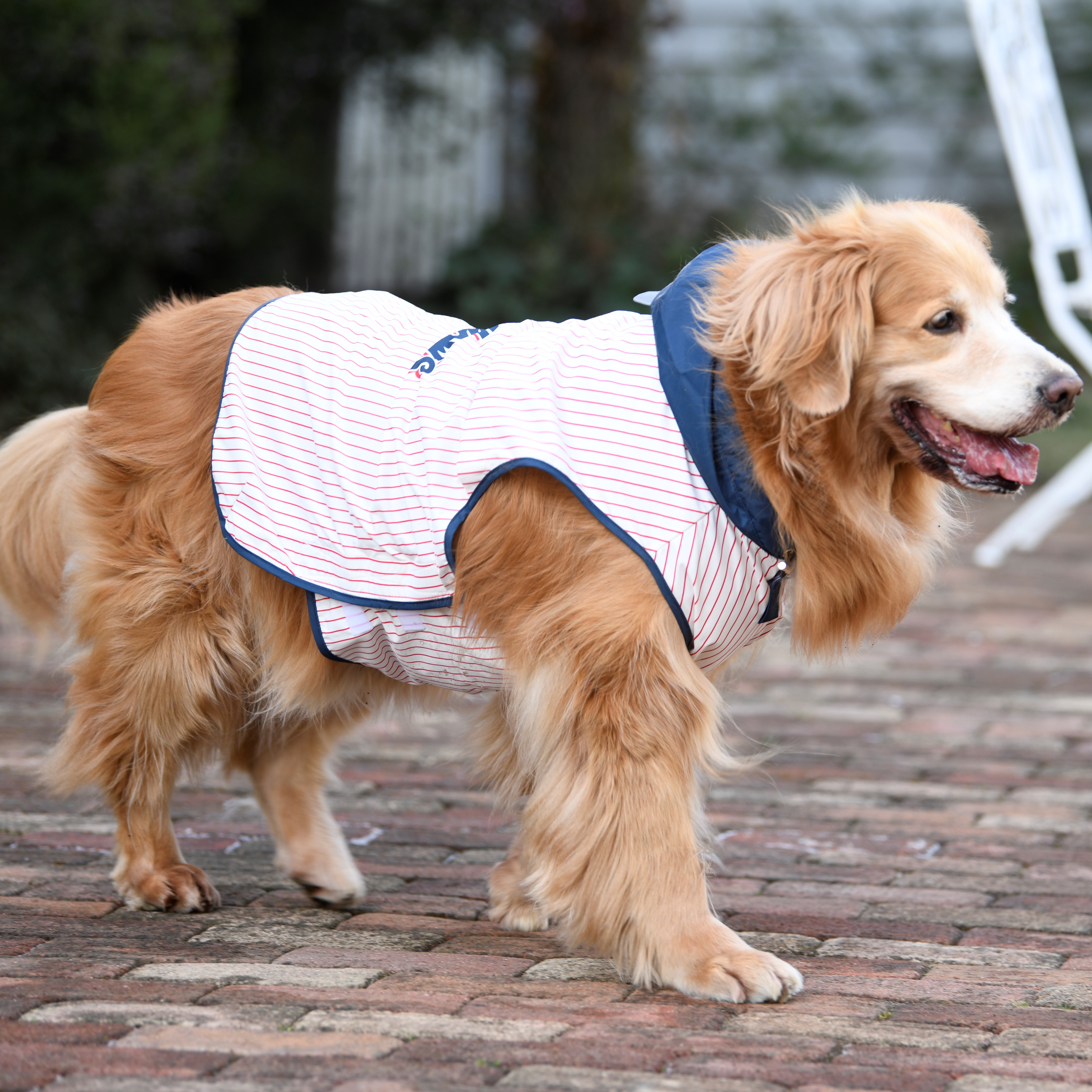 スワローズDOGレインコート大型犬用