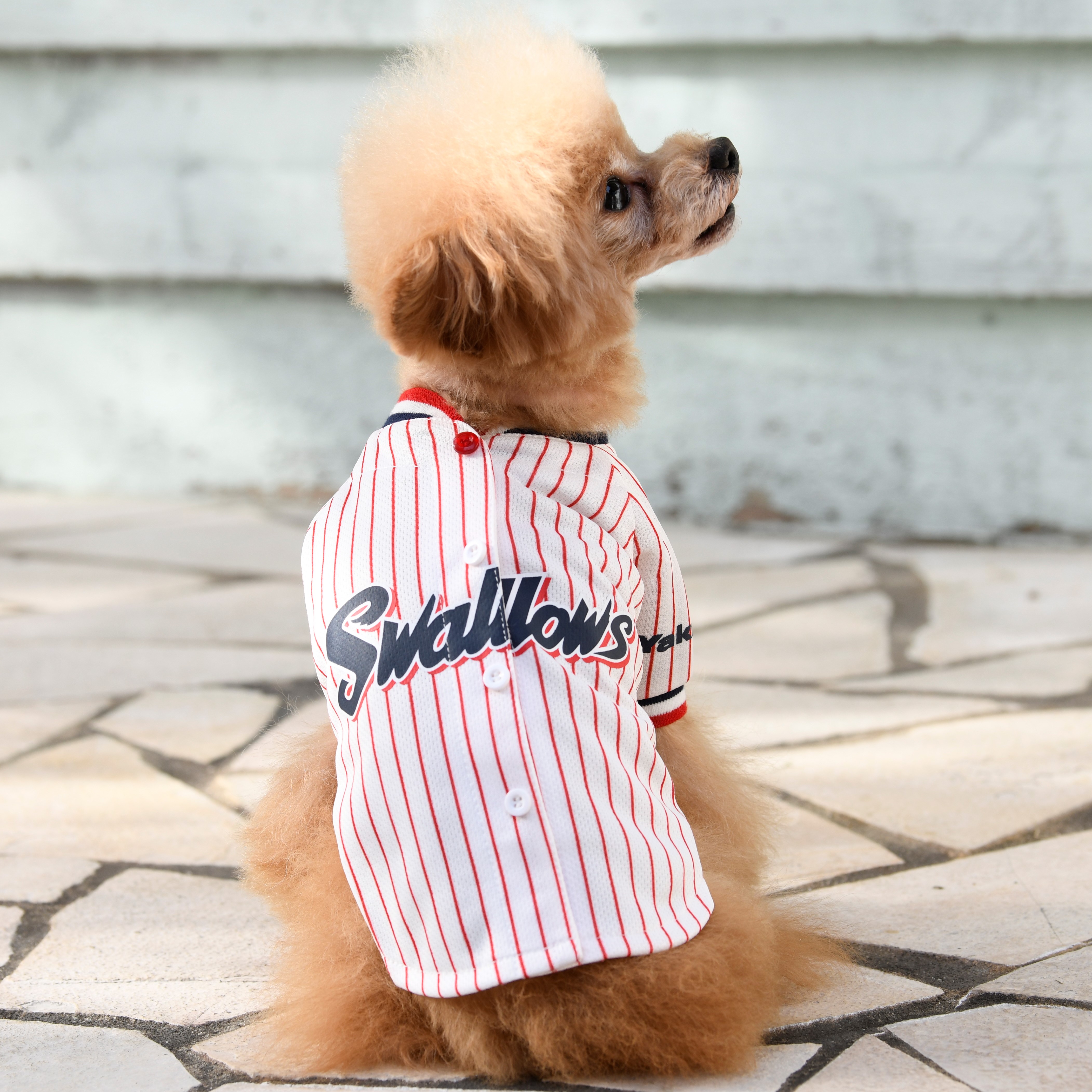 【2023開幕新商品】YS DOGユニホーム（ビジター）