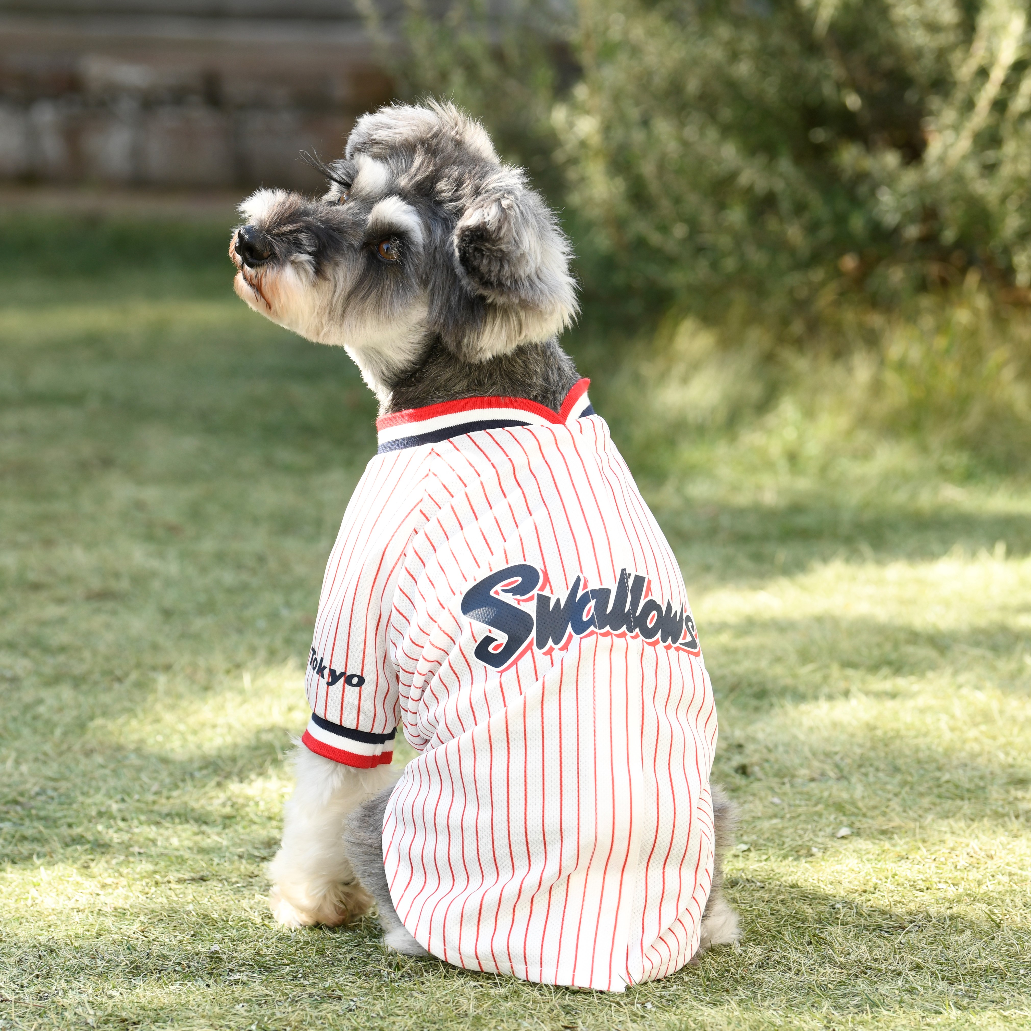 【2023開幕新商品】YS DOGユニホーム（ビジター）